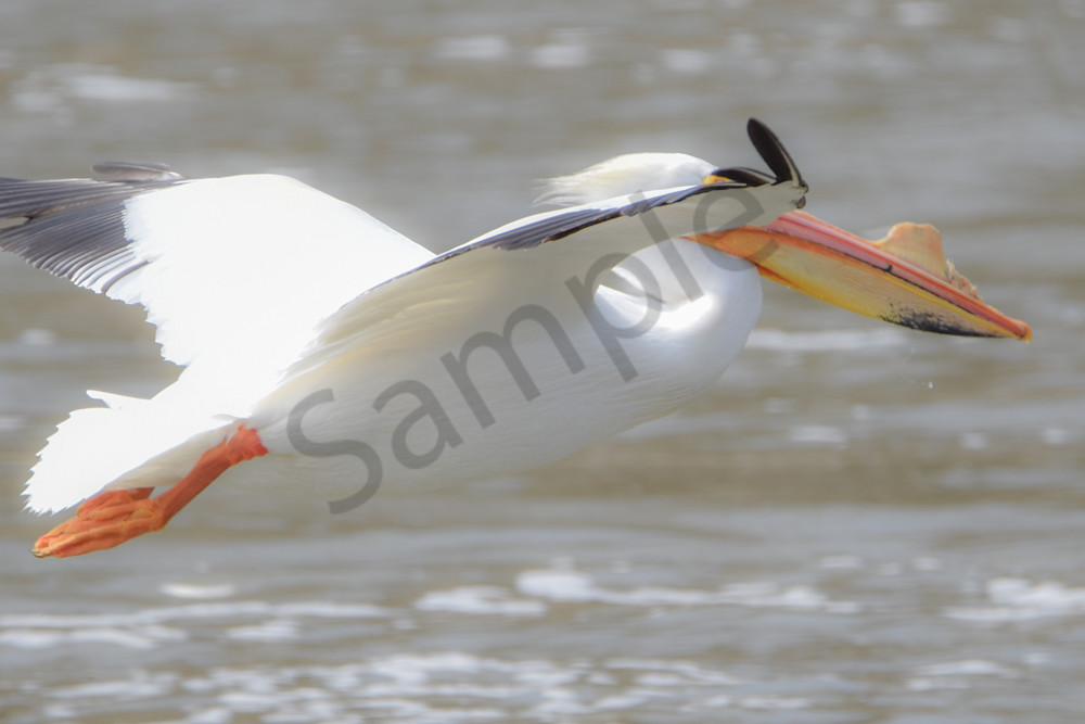 Bird Hunt 82 Photography Art | Photos By Regan