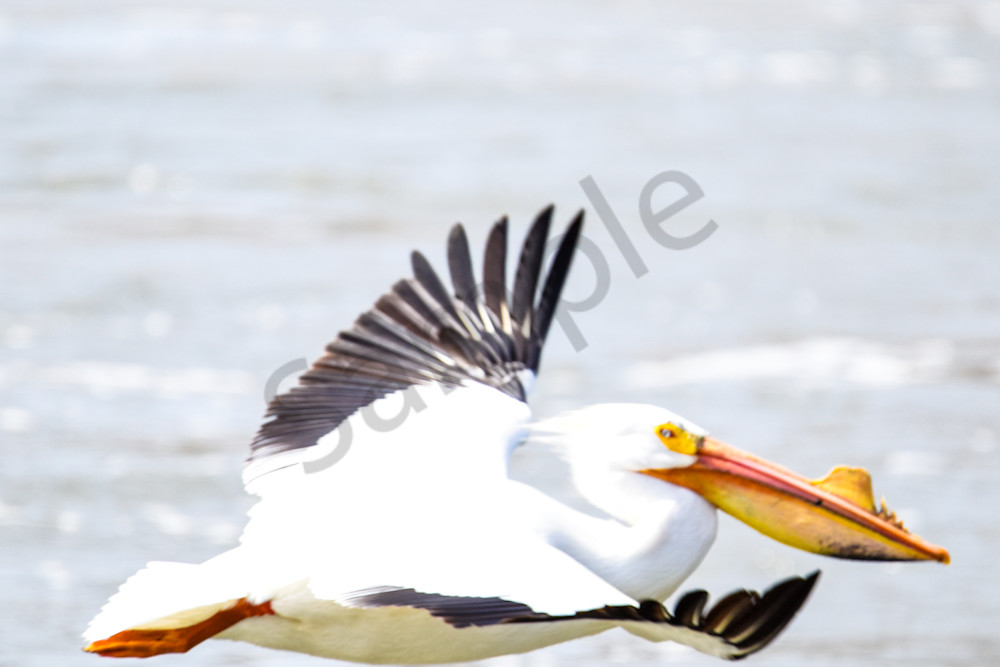 Bird Hunt 86 Photography Art | Photos By Regan