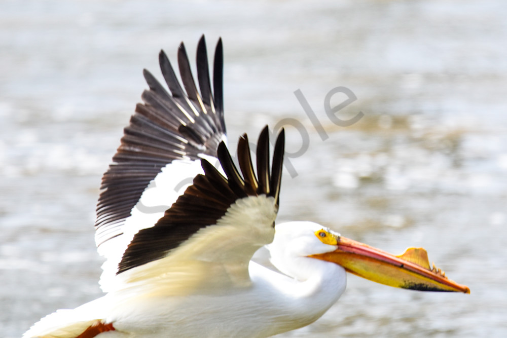 Bird Hunt 88 Photography Art | Photos By Regan