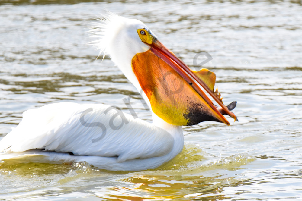 Bird Hunt 89 Photography Art | Photos By Regan