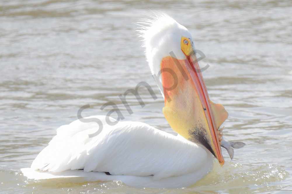 Bird Hunt 90 Photography Art | Photos By Regan