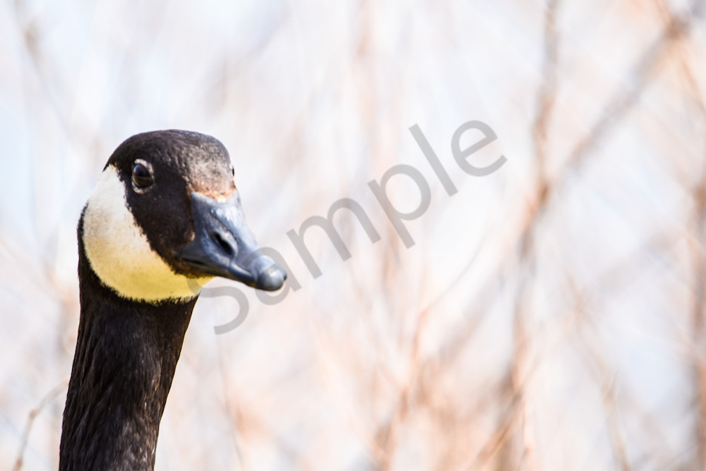 Bird Hunt 92 Photography Art | Photos By Regan