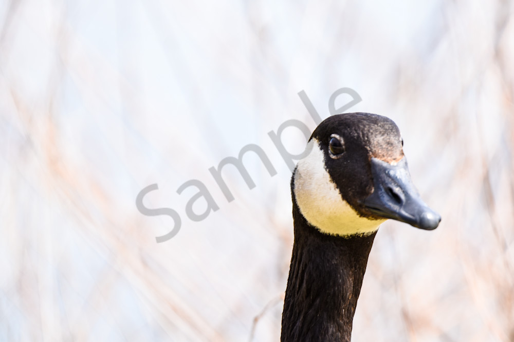 Bird Hunt 93 Photography Art | Photos By Regan