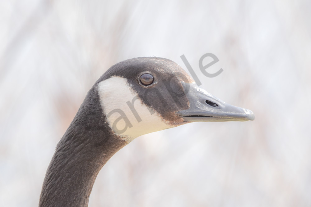 Bird Hunt 95 Photography Art | Photos By Regan