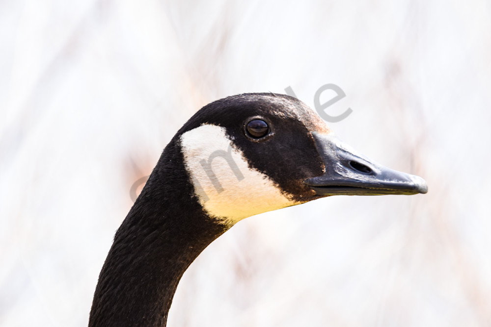 Bird Hunt 94 Photography Art | Photos By Regan