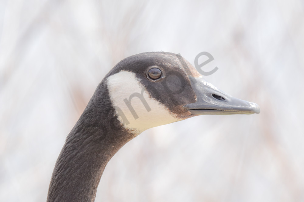 Bird Hunt 96 Photography Art | Photos By Regan