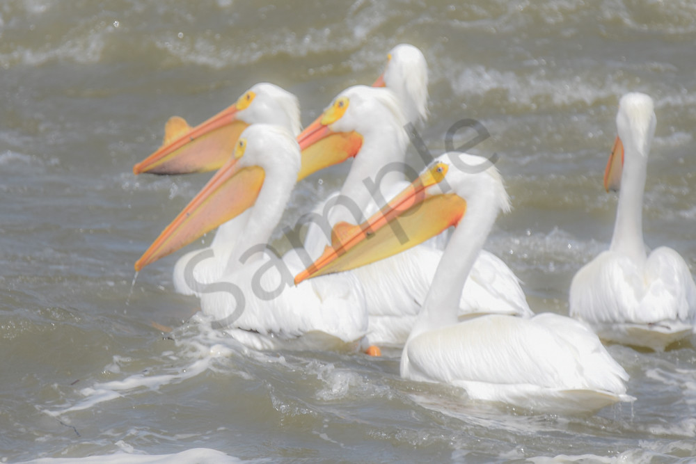 Bird Hunt 101 Photography Art | Photos By Regan