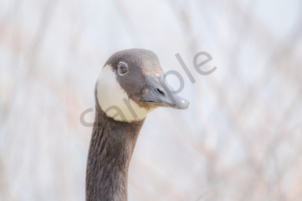 Bird Hunt 97 Photography Art | Photos By Regan