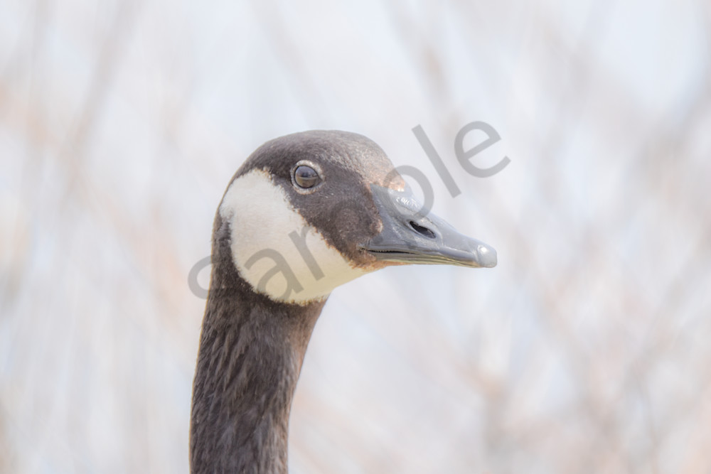 Bird Hunt 98 Photography Art | Photos By Regan