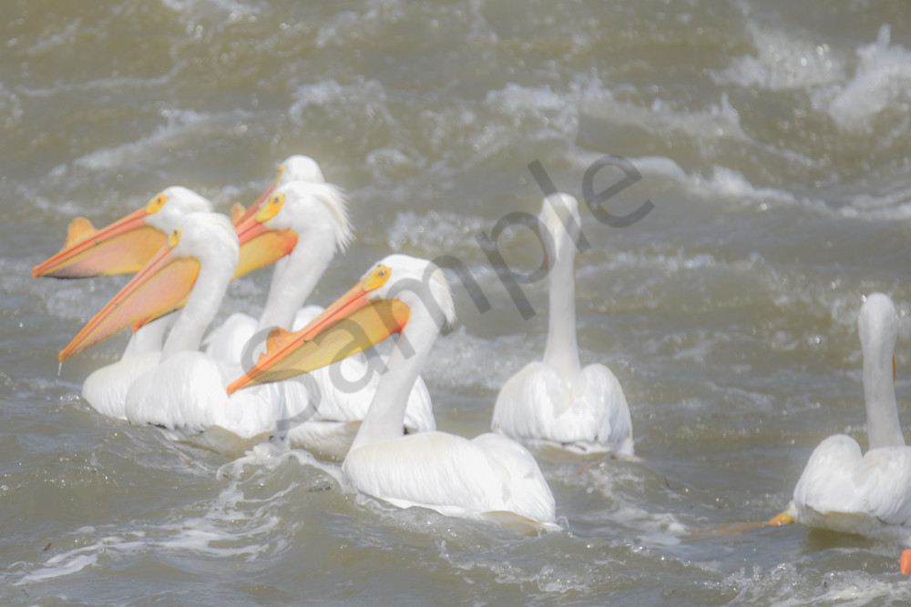 Bird Hunt 102 Photography Art | Photos By Regan