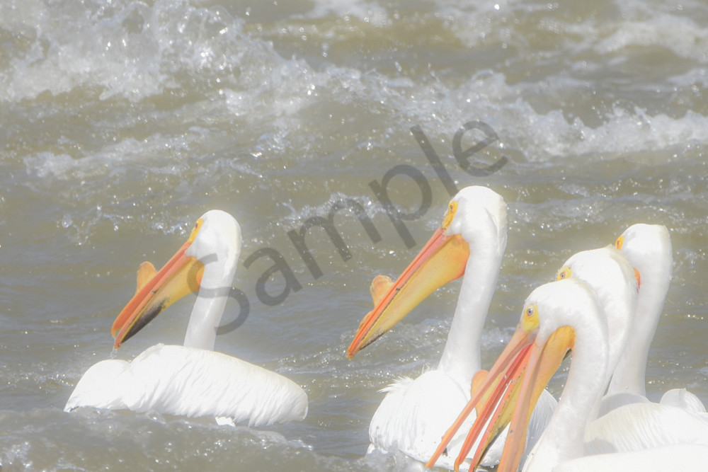 Bird Hunt 104 Photography Art | Photos By Regan