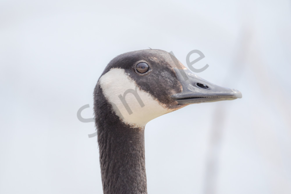 Bird Hunt 99 Photography Art | Photos By Regan