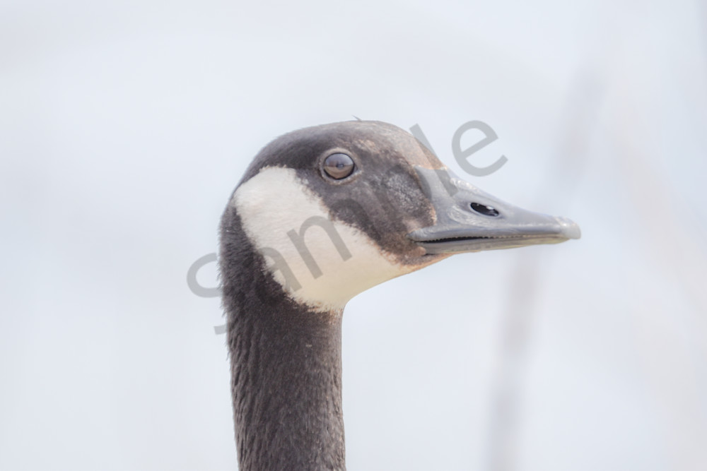 Bird Hunt 100 Photography Art | Photos By Regan