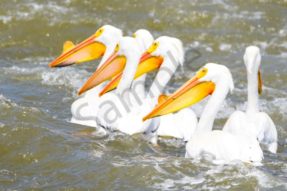 Bird Hunt 103 Photography Art | Photos By Regan