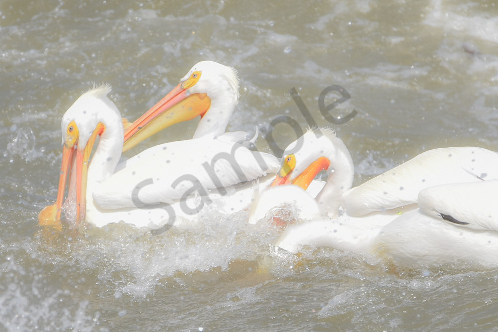 Bird Hunt 106 Photography Art | Photos By Regan