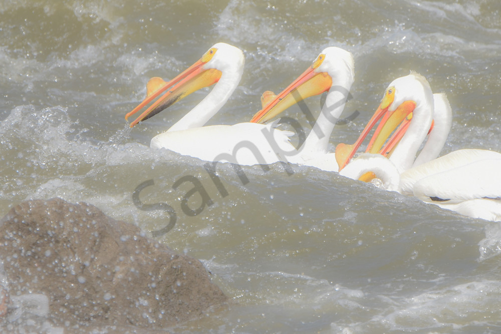 Bird Hunt 105 Photography Art | Photos By Regan