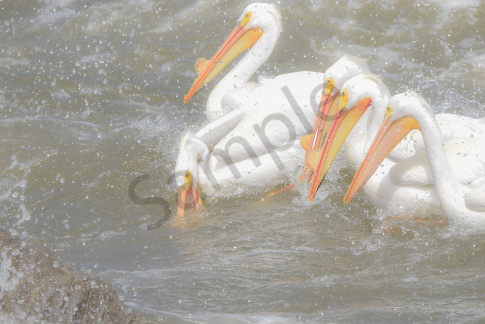 Bird Hunt 107 Photography Art | Photos By Regan