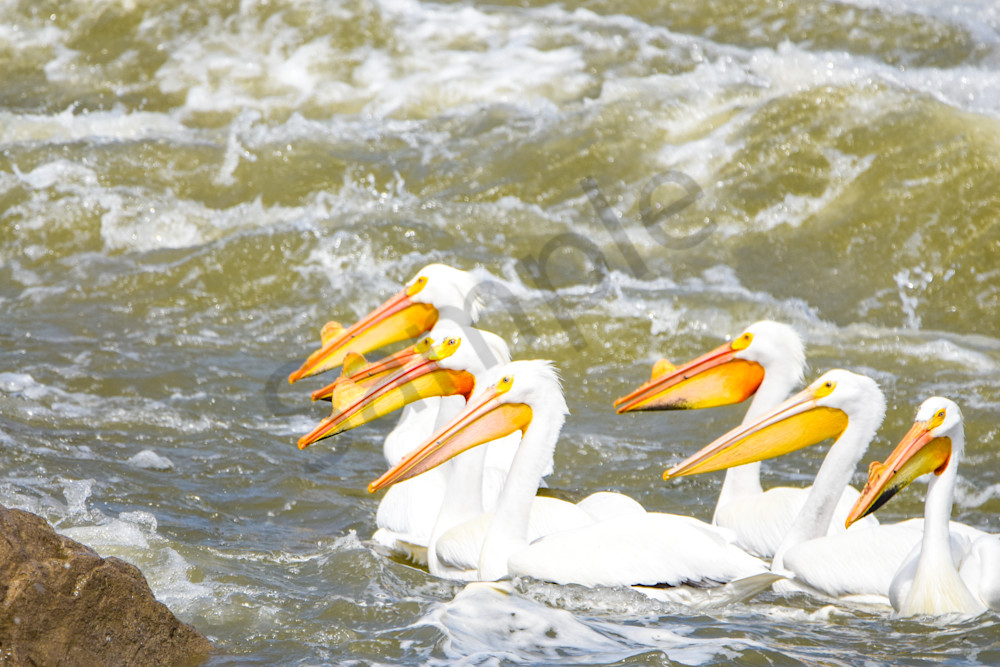 Bird Hunt 108 Photography Art | Photos By Regan