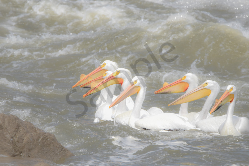 Bird Hunt 109 Photography Art | Photos By Regan