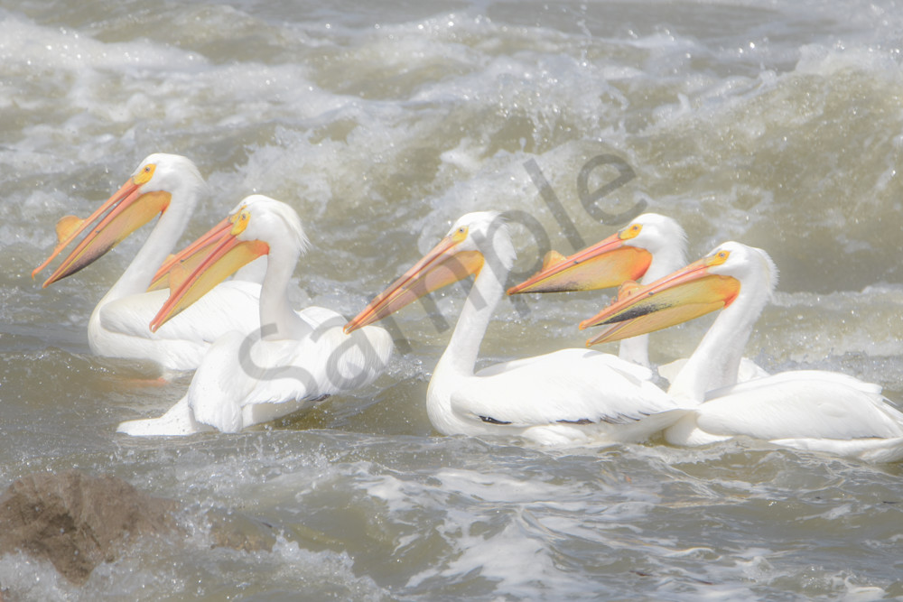 Bird Hunt 110 Photography Art | Photos By Regan