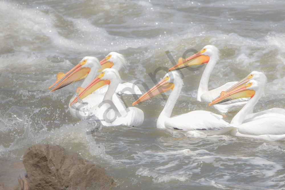 Bird Hunt 112 Photography Art | Photos By Regan