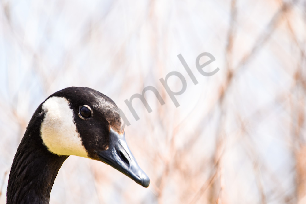 Bird Hunt 91 Photography Art | Photos By Regan