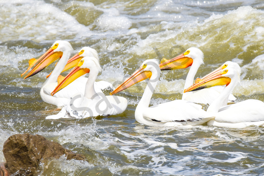 Bird Hunt 111 Photography Art | Photos By Regan