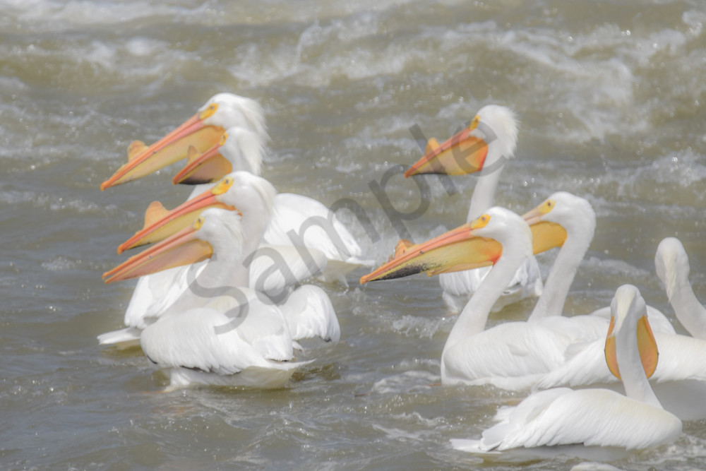 Bird Hunt 115 Photography Art | Photos By Regan