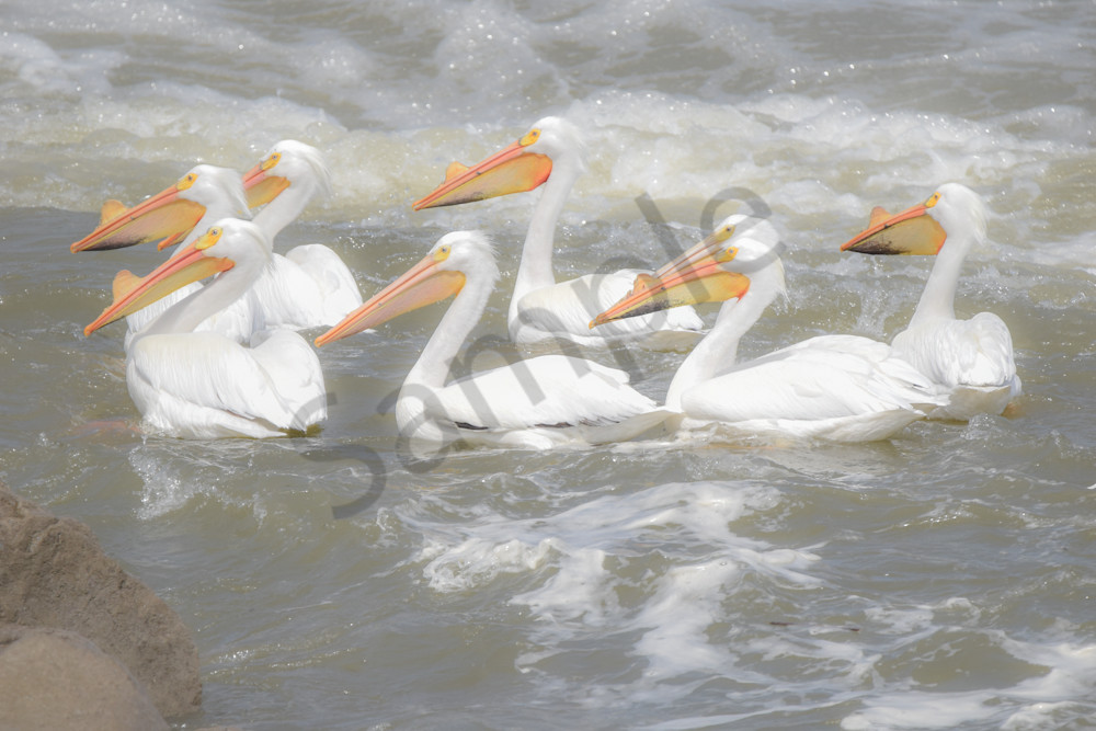 Bird Hunt 113 Photography Art | Photos By Regan