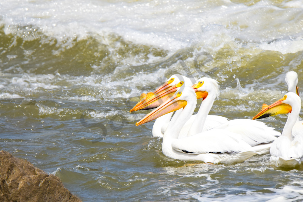 Bird Hunt 114 Photography Art | Photos By Regan