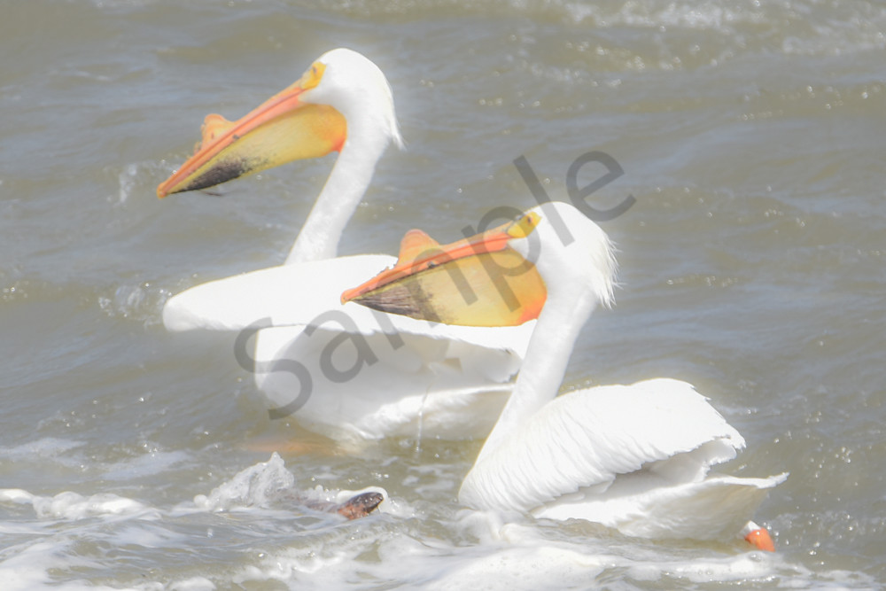 Bird Hunt 117 Photography Art | Photos By Regan