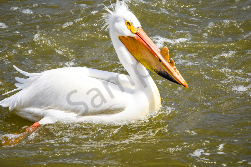 Bird Hunt 119 Photography Art | Photos By Regan