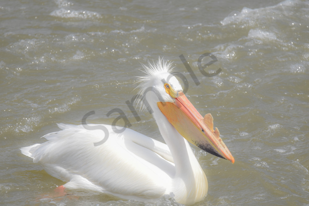 Bird Hunt 120 Photography Art | Photos By Regan