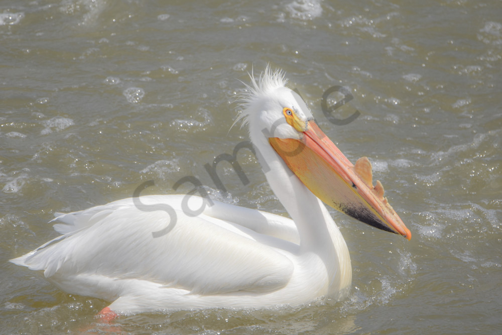 Bird Hunt 118 Photography Art | Photos By Regan