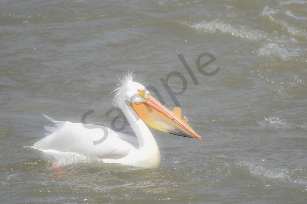 Bird Hunt 122 Photography Art | Photos By Regan