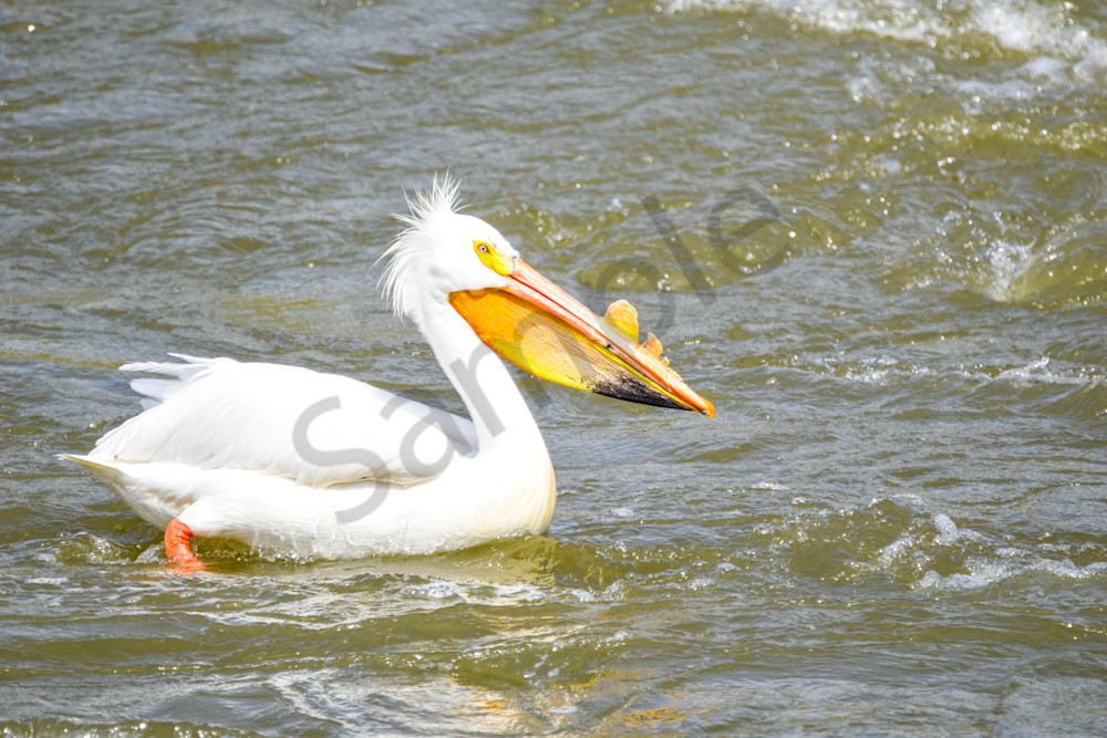 Bird Hunt 121 Photography Art | Photos By Regan