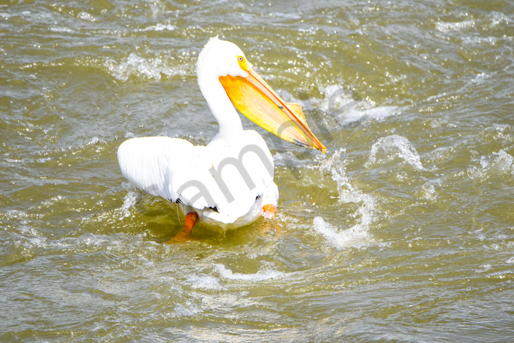 Bird Hunt 123 Photography Art | Photos By Regan