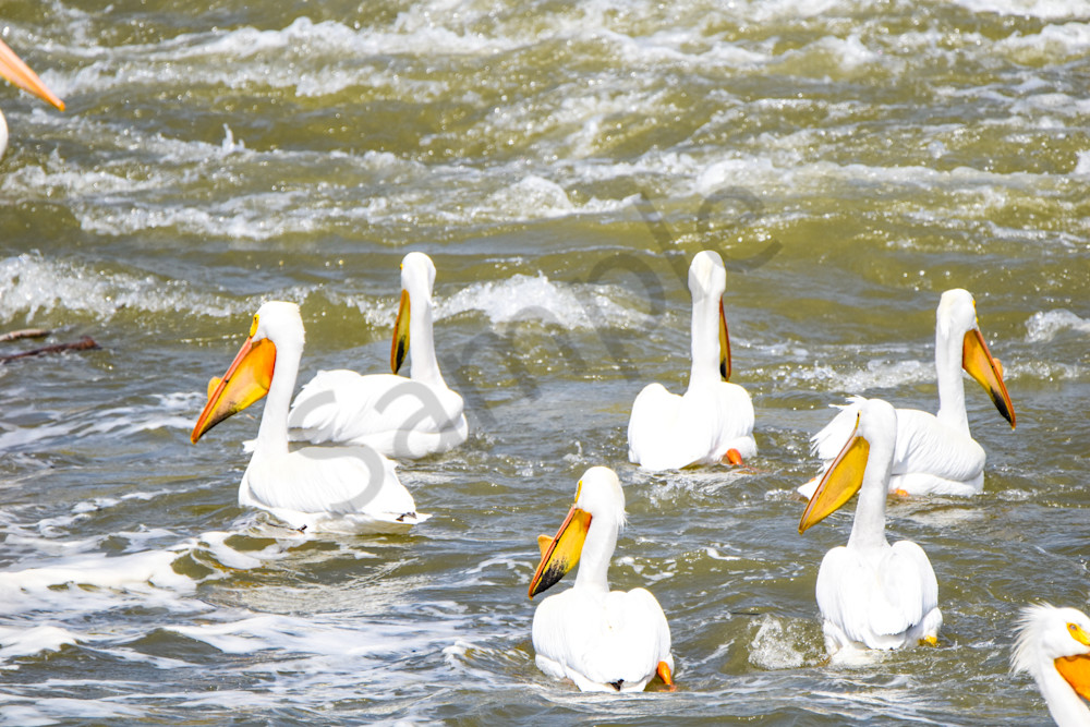 Bird Hunt 124 Photography Art | Photos By Regan