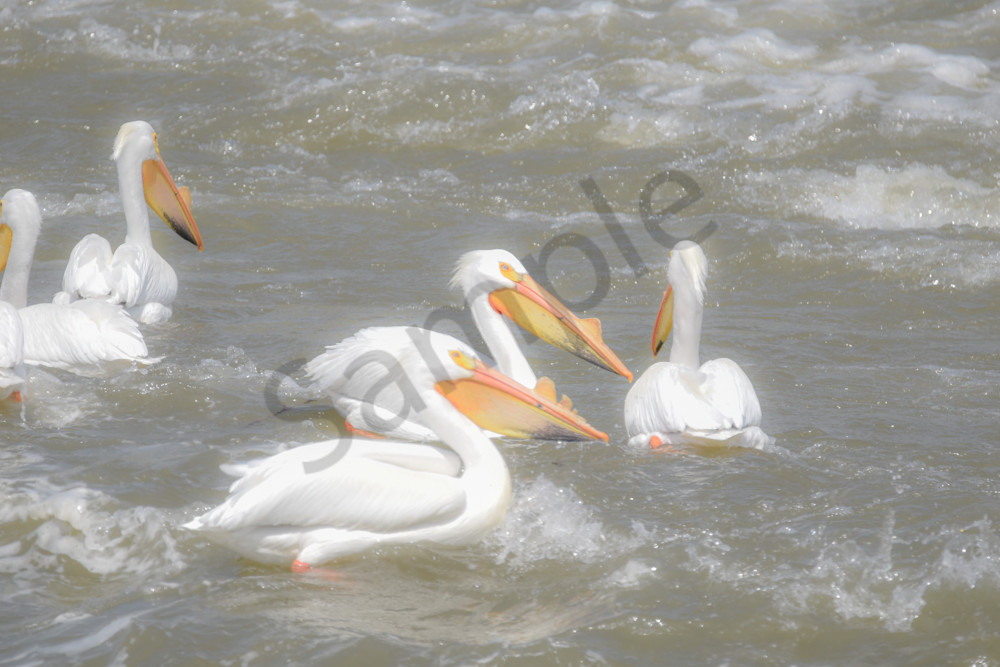 Bird Hunt 125 Photography Art | Photos By Regan