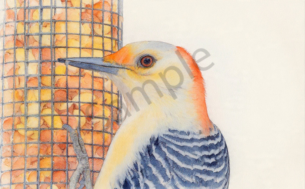 Birdfeeder Photography Art | Photos By Regan