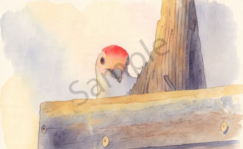Woodpecker Photography Art | Photos By Regan