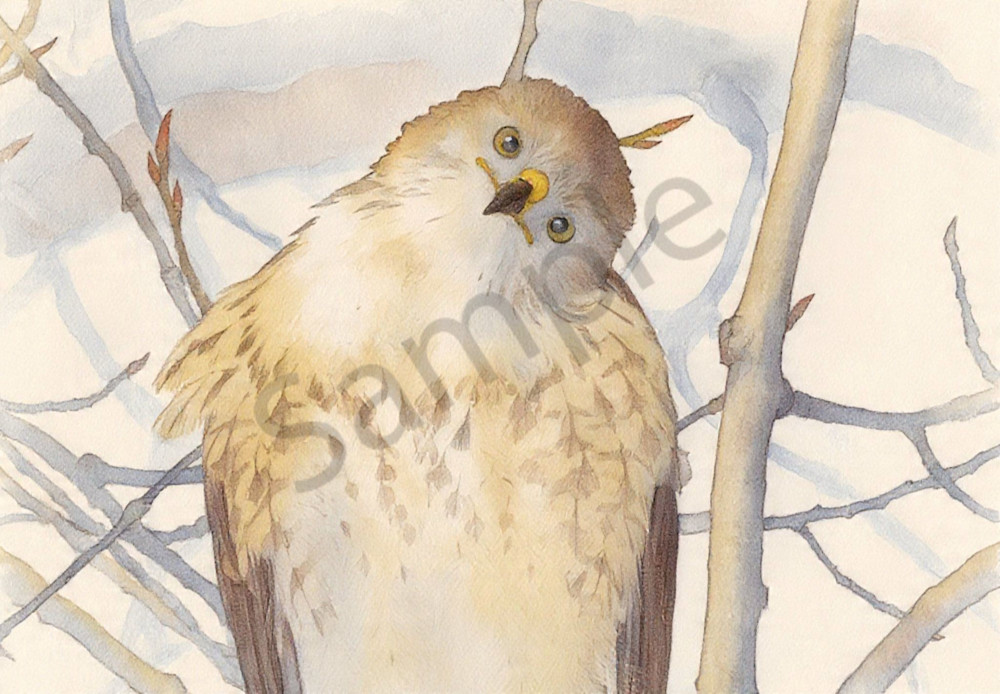 Red Tailed Hawk Photography Art | Photos By Regan