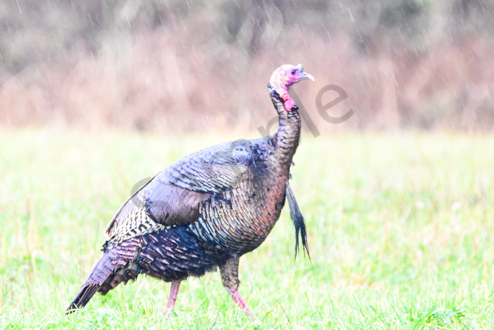 Waukee Backroads 54 Photography Art | Photos By Regan