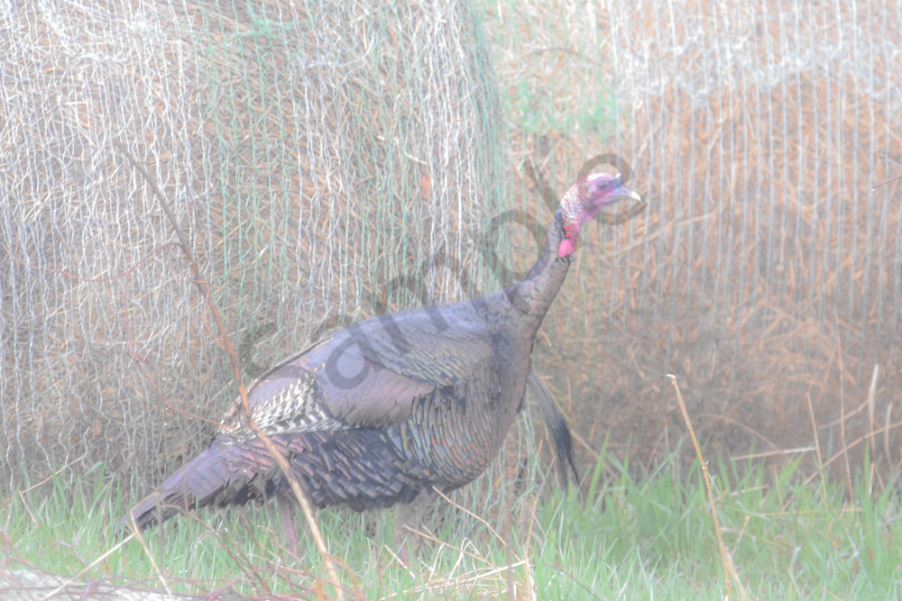 Waukee Backroads 44 Photography Art | Photos By Regan