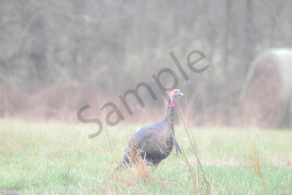 Waukee Backroads 47 Photography Art | Photos By Regan