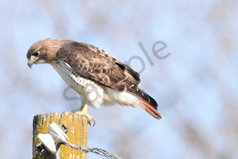 Eagles Nest 18 Photography Art | Photos By Regan