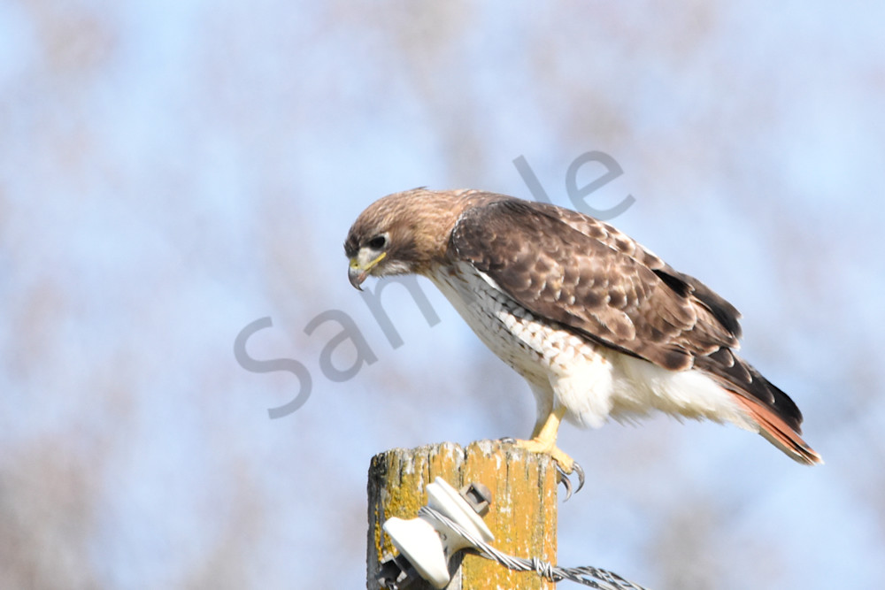 Eagles Nest 19 Photography Art | Photos By Regan