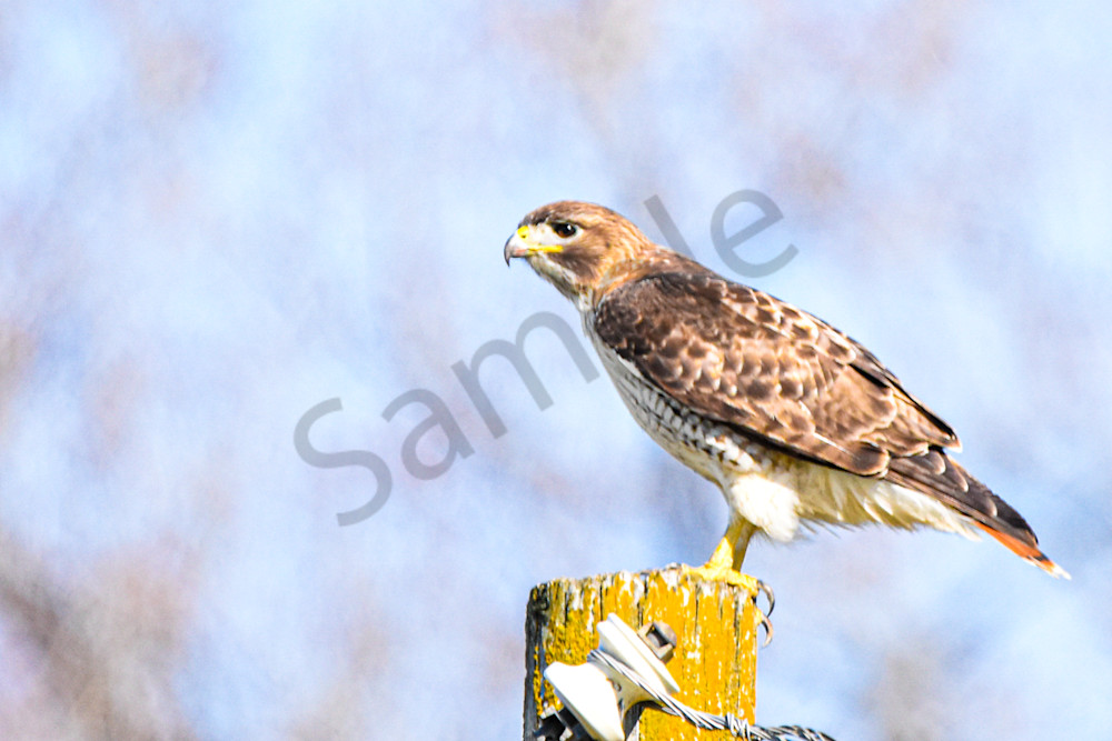 Eagles Nest 17 Photography Art | Photos By Regan