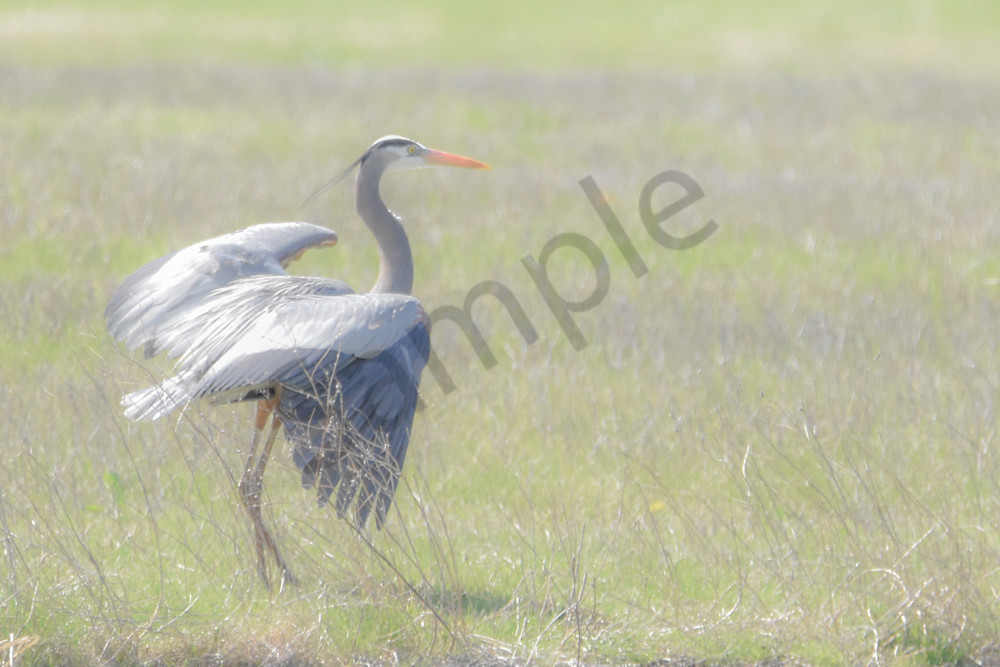 Eagles Nest 20 Photography Art | Photos By Regan