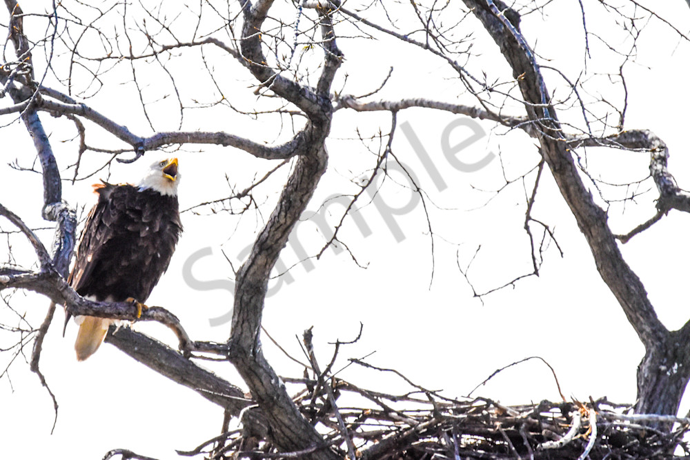 Eagles Nest 37 Photography Art | Photos By Regan